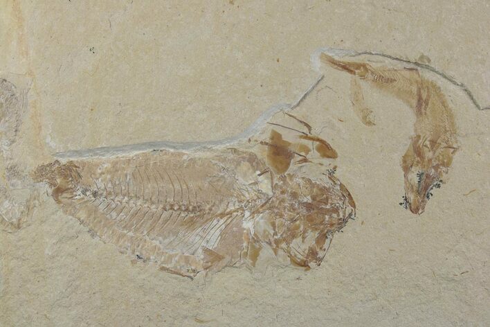Cretaceous Fish (Gaudryella & Nematonotus?) Fossils - Lebanon #376361